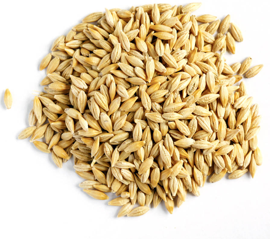 Organic Unhulled Barley Berries - 5lbs