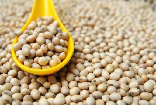 Organic Soy Beans - 5lbs